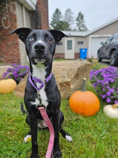 Photo of Liberty, adoptable Hound in Gloversville, New York