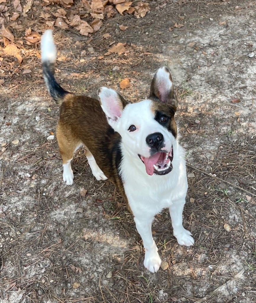 Photo of Hootie, adoptable Australian Cattle Dog/Blue Heeler in Mena, Arkansas
