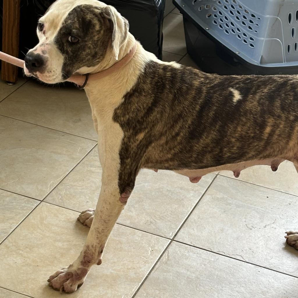 Photo of Suki, adoptable Mixed Breed (Medium) in St. Louis, Missouri