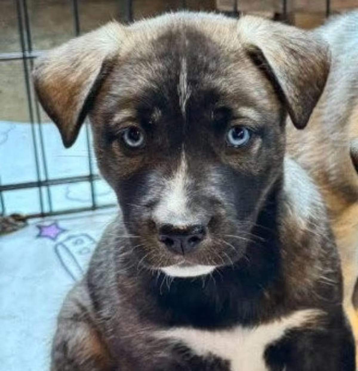 Photo of Stockard, adoptable Siberian Husky in Charlotte, North Carolina