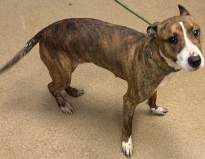 Photo of Uriella, adoptable dog in Chamblee, Georgia