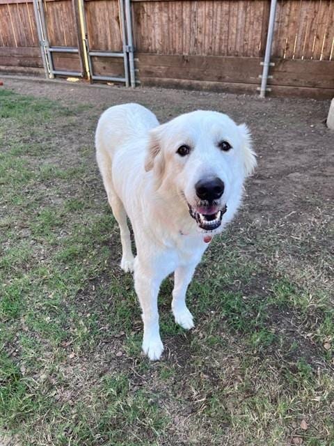 Photo of Susy, adoptable Great Pyrenees in Plano, Texas