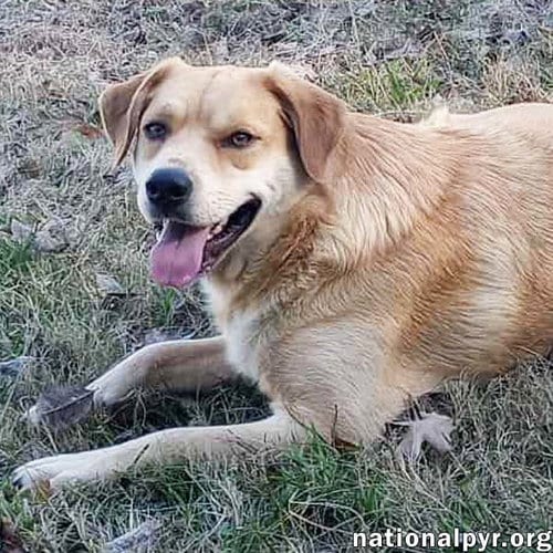 Photo of Tuff in LA - Gives Sweet Kisses, adoptable Great Pyrenees in Beacon, New York