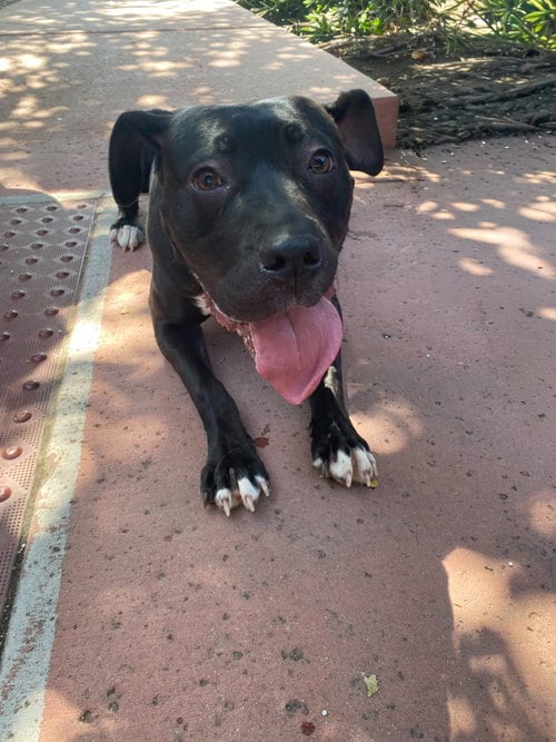 Photo of Lucy, adoptable Staffordshire Bull Terrier in La Verne, California
