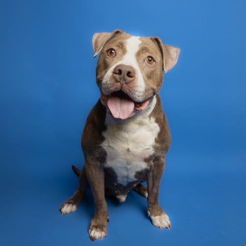 Photo of Warrio, adoptable Pit Bull Terrier in Rowlett, Texas