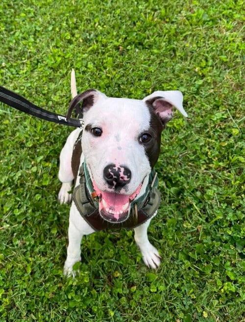 Photo of Tommy Boy, adoptable American Pit Bull Terrier in Germantown, Ohio
