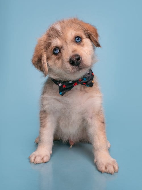 Photo of Date: Only Farmers, adoptable Australian Shepherd in Romoland, California