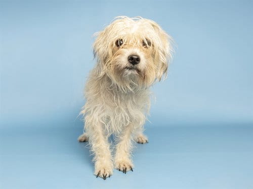 Photo of Apple, adoptable Poodle (Miniature) in Phoenix, Arizona