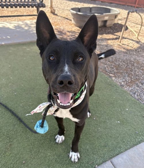 Photo of Young, adoptable Akita in Phoenix, Arizona