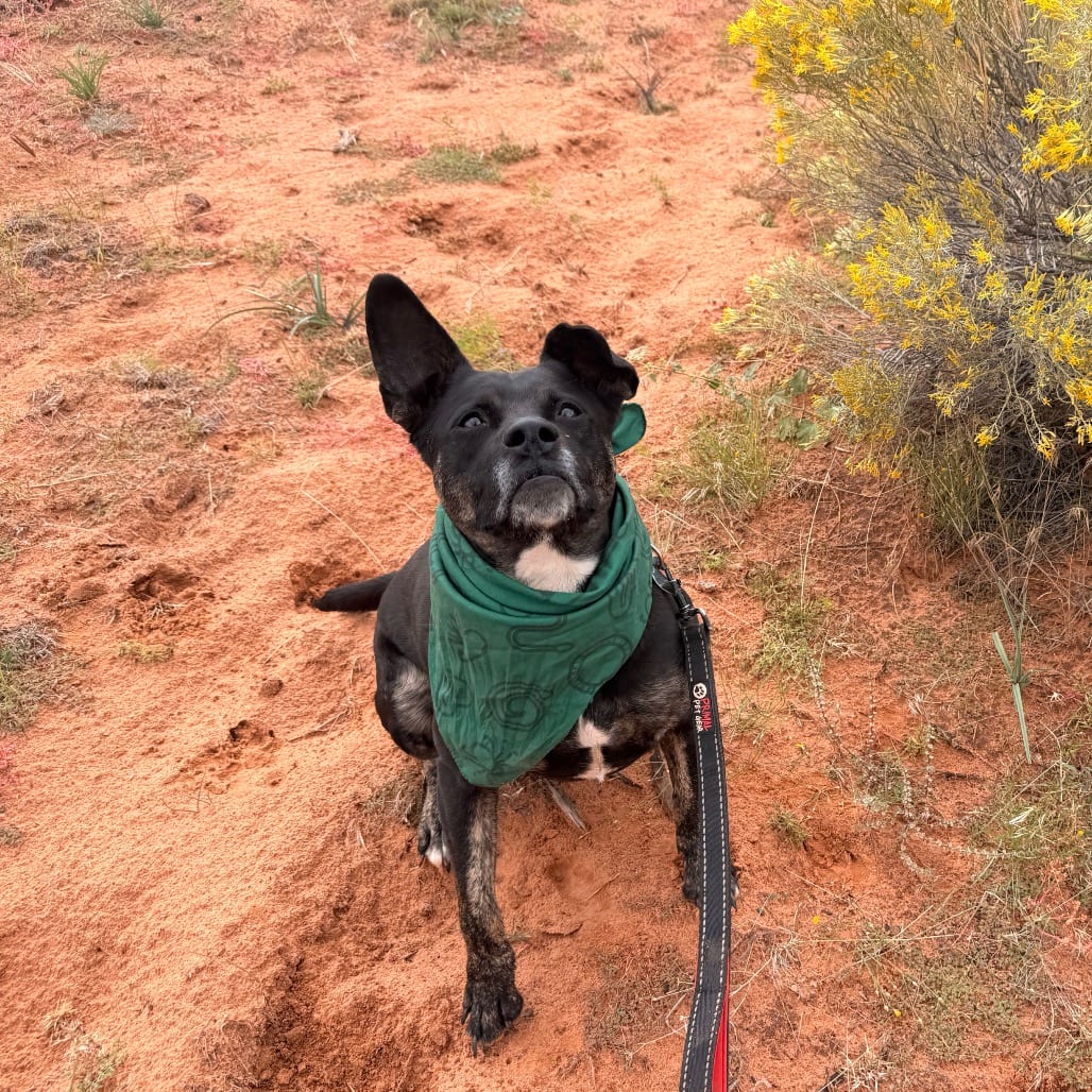 Photo of Katniss, adoptable Cattle Dog, Australian (Blue Heeler) / Terrier, American Pit Bull in Kanab, Utah