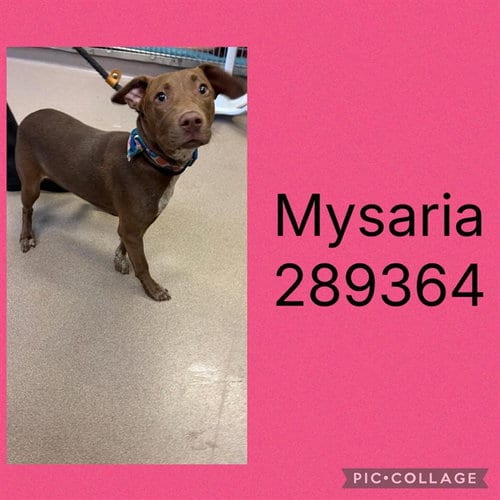 Photo of Mysaria, adoptable Labrador Retriever in Macon, Georgia