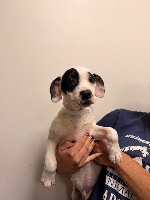 Photo of Butterfly, adoptable Unknown breed in Rancho Santa Fe, California