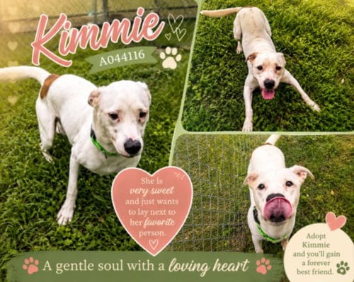 Photo of Kimmie, adoptable Pit Bull Terrier in Texas City, Texas