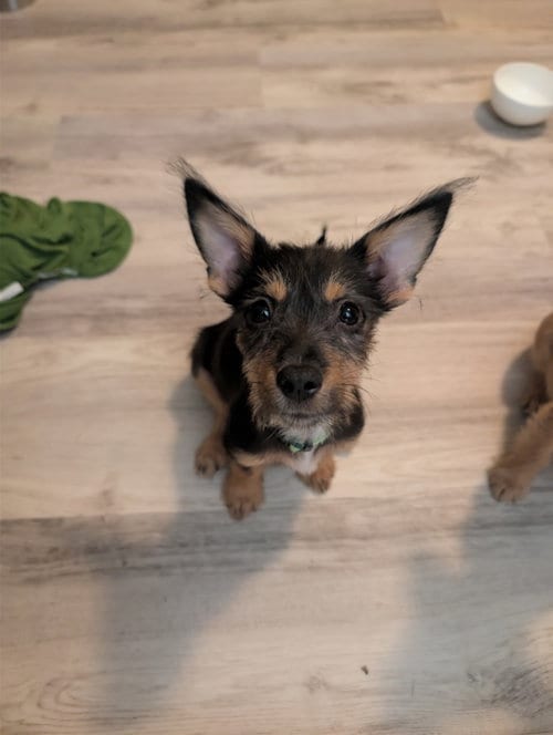 Photo of Baily, adoptable Yorkshire Terrier Yorkie in Virginia Beach, Virginia