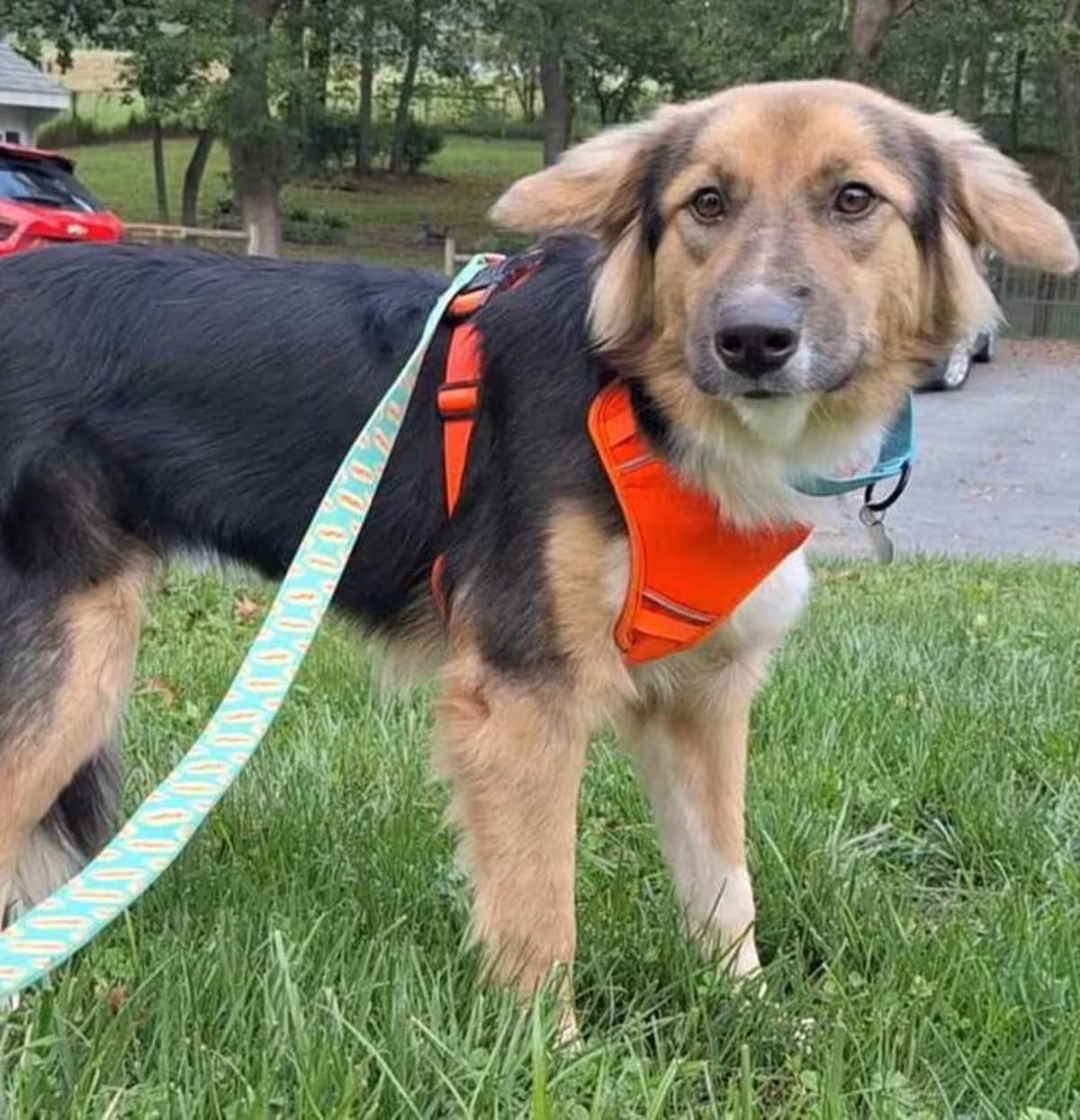 Photo of Sadie, adoptable Shepherd (Unknown Type) Hound (Unknown Type) in Silver Spring, Maryland