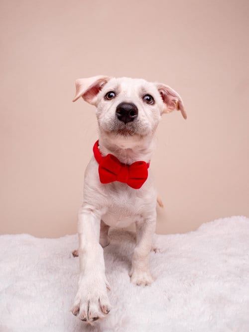 Photo of Egghead, adoptable Labrador Retriever in Romoland, California