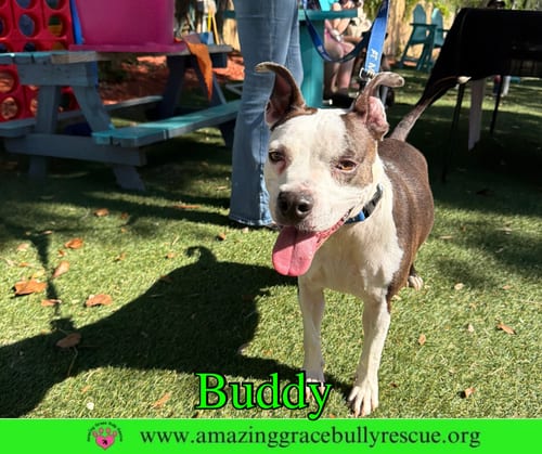 Photo of Buddy, adoptable American Pit Bull Terrier in Milton, Florida