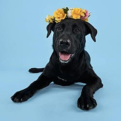 Photo of Roo, adoptable Labrador Retriever in Wethersfield, Connecticut