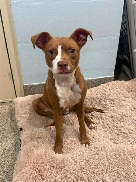 Photo of Ella, adoptable American Staffordshire Terrier in Fort Myers, Florida