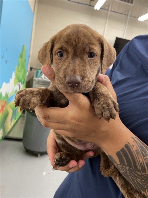 Photo of Tampa, adoptable Labrador Retriever in Waco, Texas