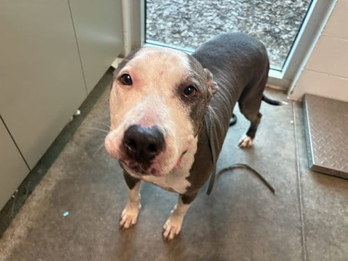Photo of Blue, adoptable Great Dane in Tavares, Florida