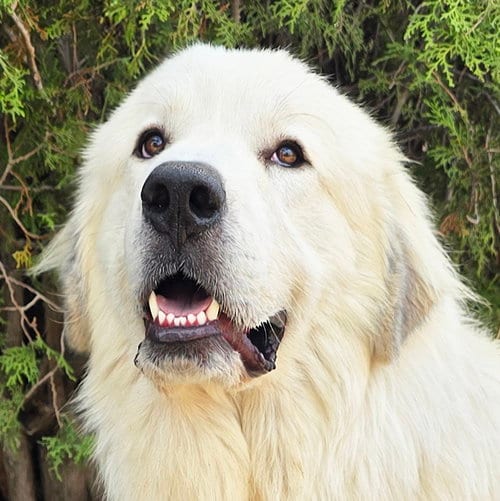 Photo of Bodacious Mr Biscuit Bonded Pair GREAT Pyrs, adoptable Great Pyrenees in Albuquerque, New Mexico