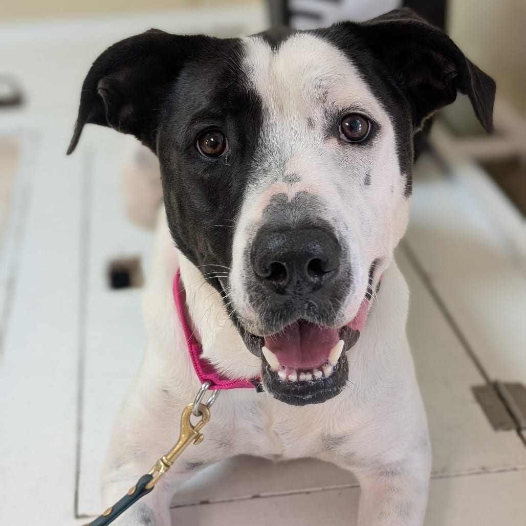 Photo of Celo, adoptable Terrier, American Staffordshire in Riverwoods, Illinois