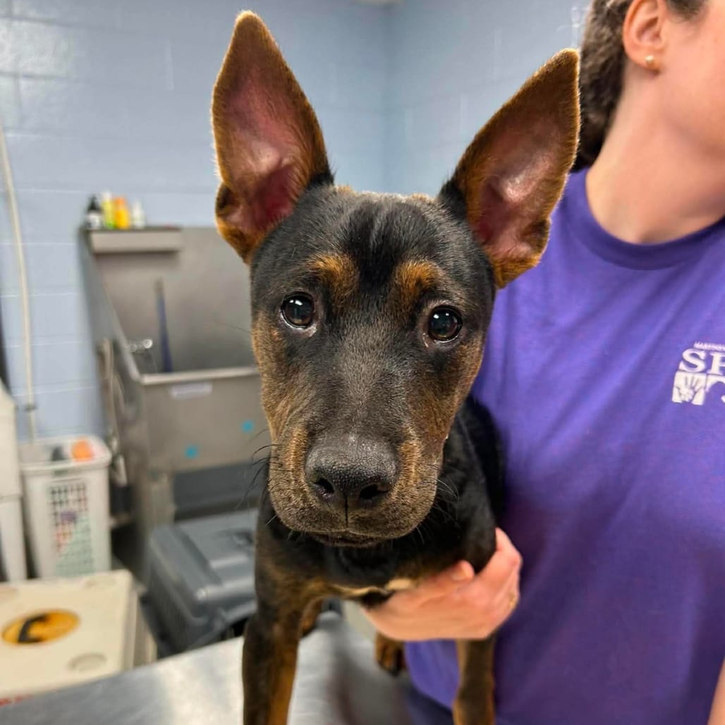 Photo of Roo, adoptable Mixed Breed (Medium) in Martinsville, Virginia
