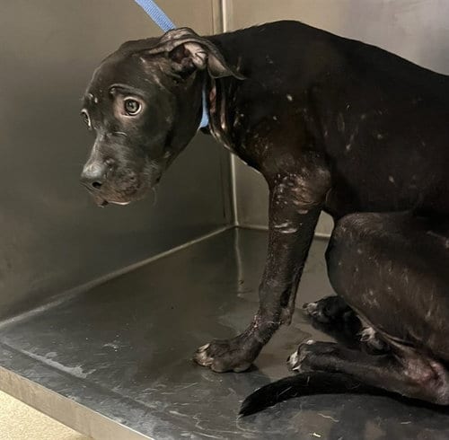 Photo of Poppy, adoptable Pit Bull Terrier in Riverside, California