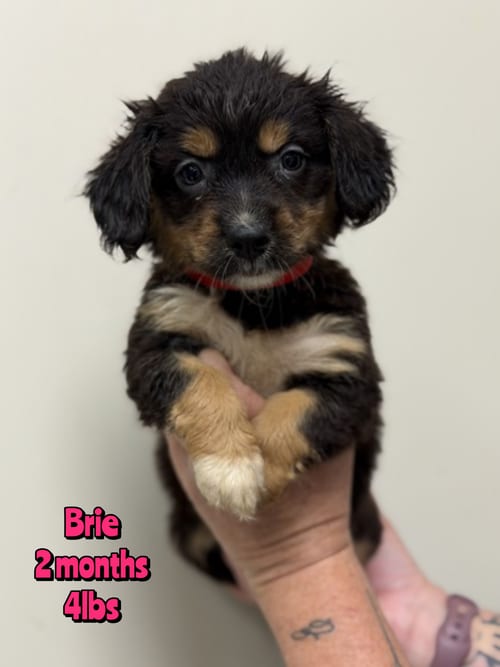Photo of Brie, adoptable Unknown breed in Holbrook, New York