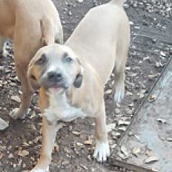 Photo of Tess, adoptable Staffordshire Bull Terrier in Riverview, Florida