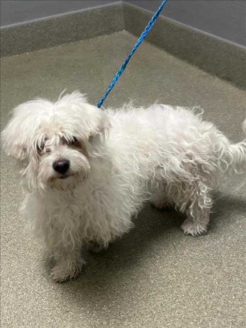 Photo of Snow White, adoptable Maltese in Las Vegas, Nevada
