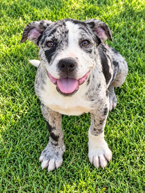 Photo of Emma, adoptable Boxer in Nashville, Tennessee