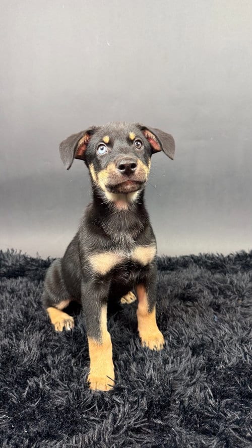 Photo of Mamba, adoptable Husky in Phoenix, Arizona