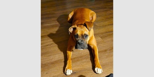 Photo of Roscoe IV, adoptable Boxer in Austin, Texas