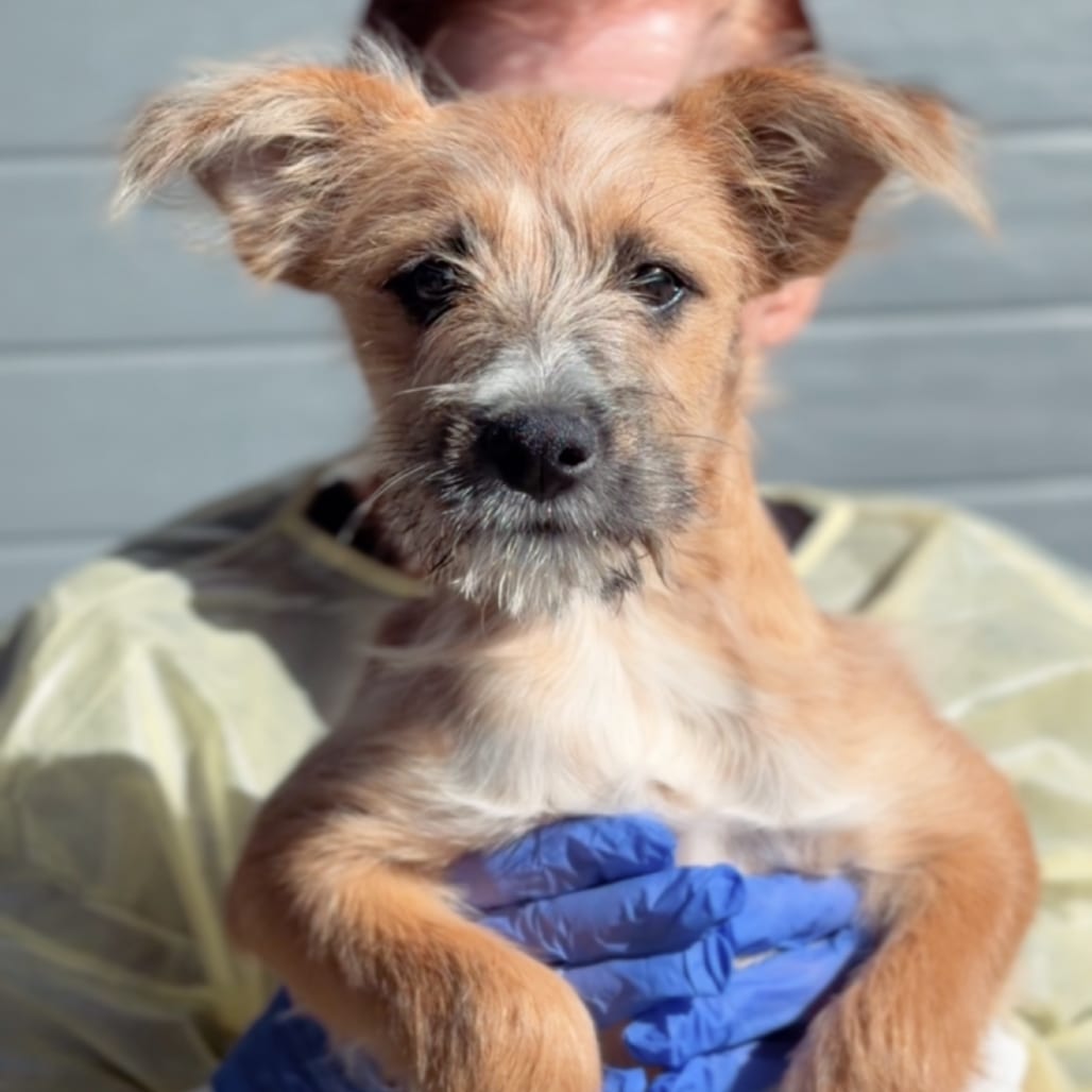 Photo of Clover A5804102, adoptable Terrier / Mixed Breed (Medium) in Hayden, Idaho