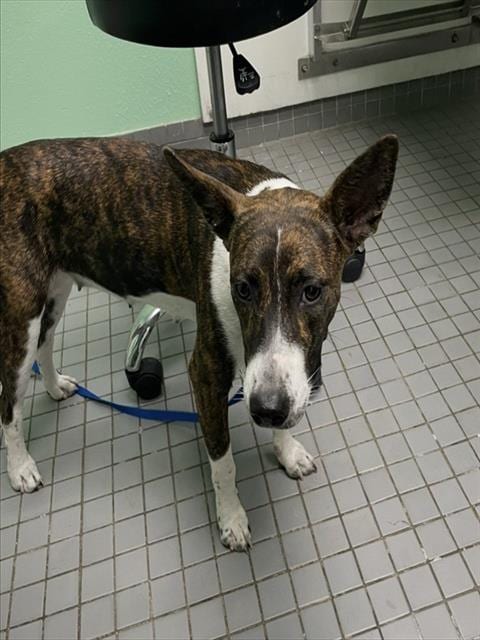Photo of Rigatoni, adoptable Australian Shepherd in Killeen, Texas