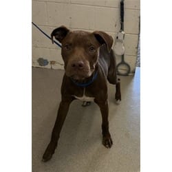 Photo of Graham, adoptable American Pit Bull Terrier in San Bernardino, California