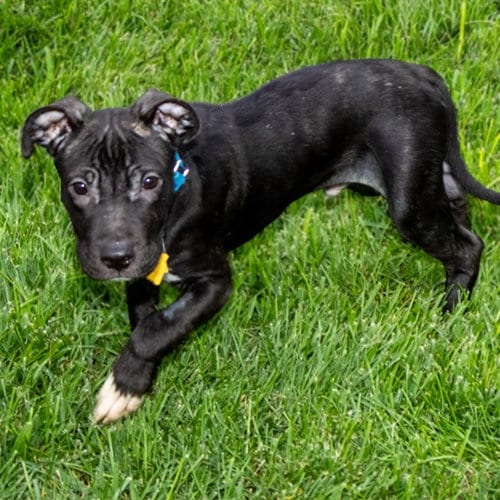 Photo of Paul, adoptable Pit Bull Terrier in Maryland, Missouri
