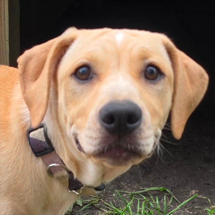Photo of Indy, adoptable Hound / Mixed Breed (Medium) in Grinnell, Iowa