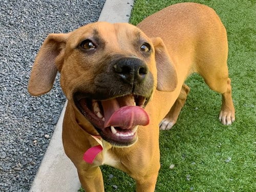 Photo of Macy, adoptable Mastiff in Moreno Valley, California