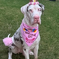 Photo of Jolene Googley Bear, adoptable Great Dane Mastiff in Bullard, Texas