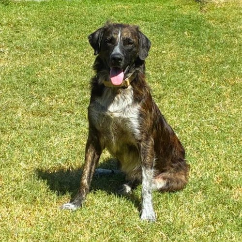 Photo of Turkey, adoptable German Shepherd Dog in Tulsa, Oklahoma