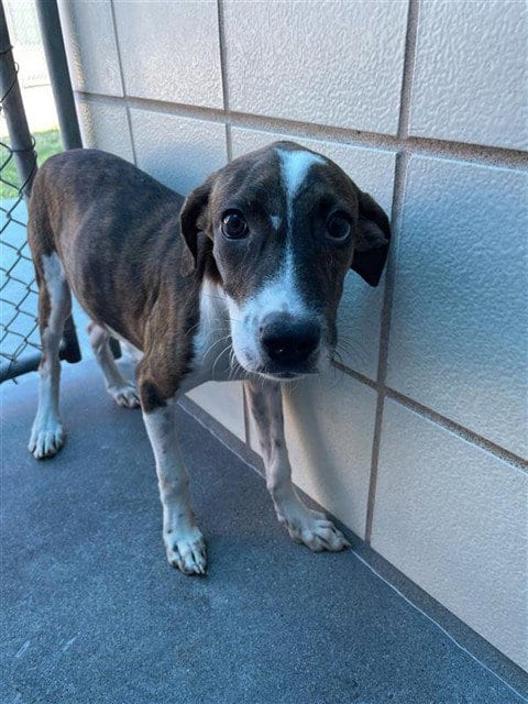 Photo of Kyoto, adoptable Mastiff in Corpus Christi, Texas