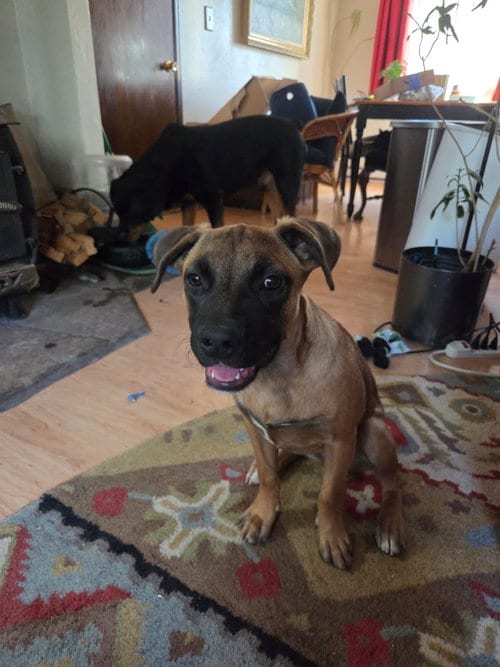 Photo of Backpack, adoptable Unknown breed (short coat) in Fort Collins, Colorado