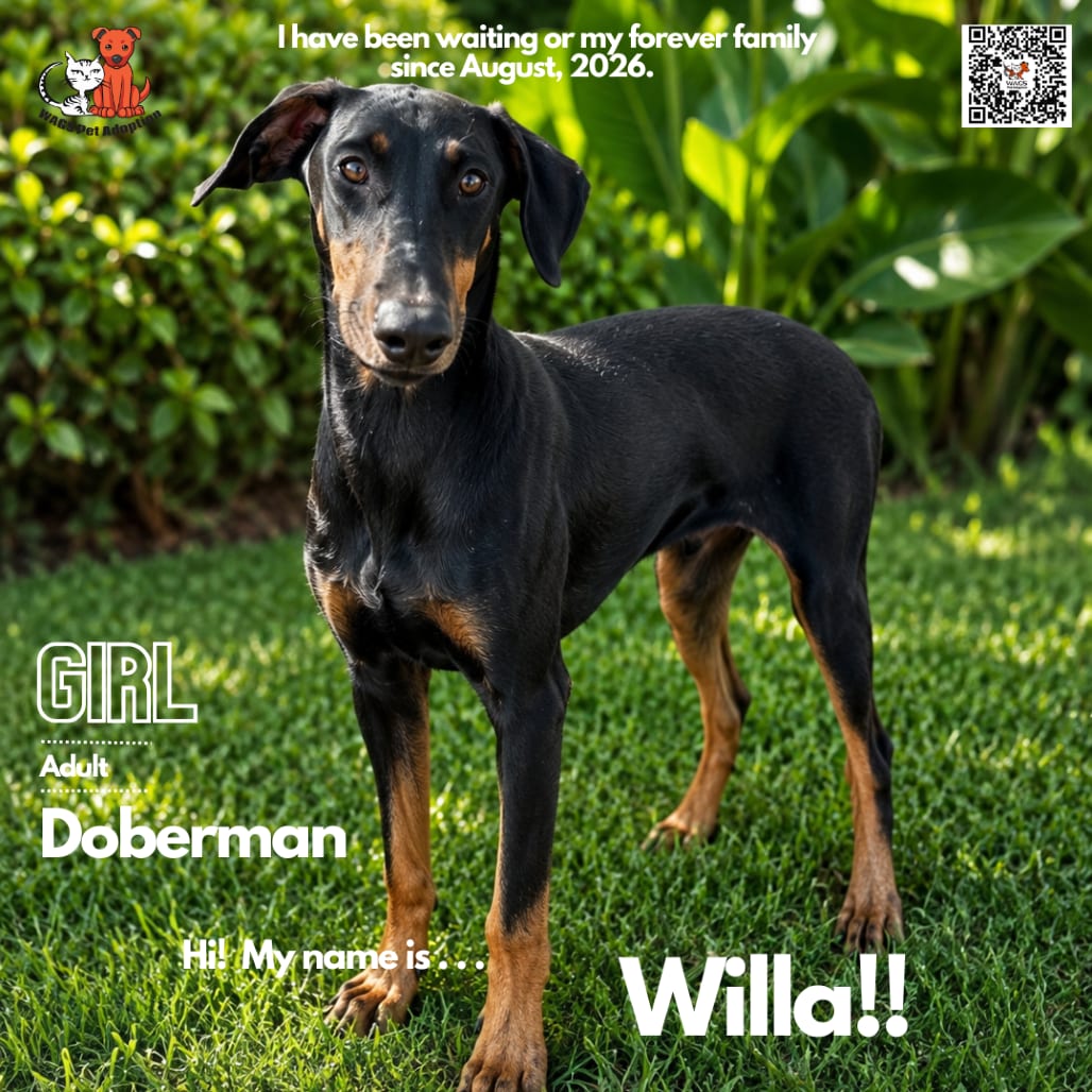 Photo of Willa, adoptable Pinscher, Doberman in Westminster, California
