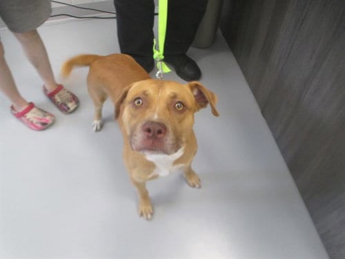 Photo of Biscuit, adoptable American Staffordshire Terrier in Ocala, Florida