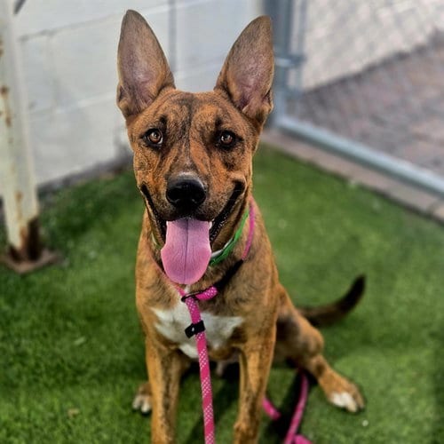 Photo of Jungle, adoptable American Pit Bull Terrier in Phoenix, Arizona