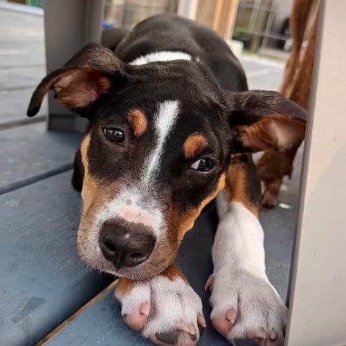 Photo of Ramekin, adoptable Affenpinscher in Canton, Connecticut