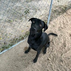 Photo of Joe, adoptable German Shepherd Dog Labrador Retriever in Stephenville, Texas
